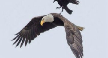 Aventuri rarisime la inaltime: Calatoria unei ciori pe spatele unui vultur