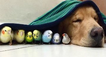 Un caine, opt pasari si un hamster - cea mai trasnita gasca de prieteni