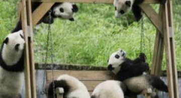 11 Poze cu cei mai simpatici ursi panda