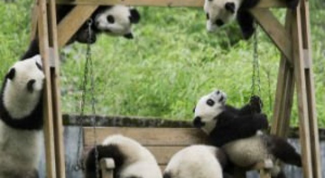 11 Poze cu cei mai simpatici ursi panda