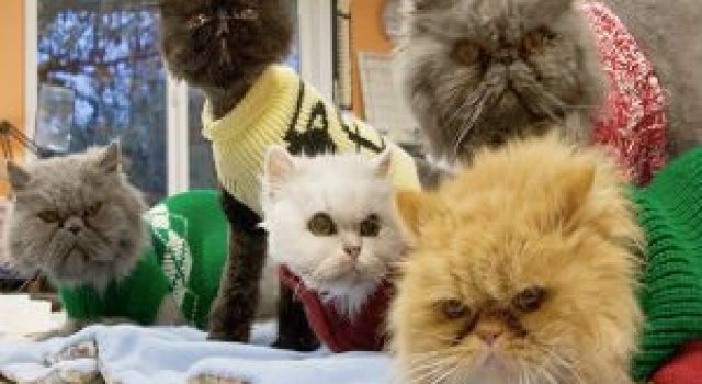 Cele mai batrane pisici adoptate de cei mai inimosi oameni