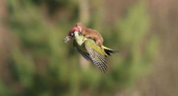 10 Poze cu animale care par ireale