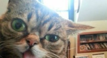 7 Animale obraznice care se stramba la oameni
