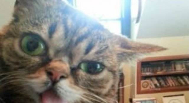 7 Animale obraznice care se stramba la oameni