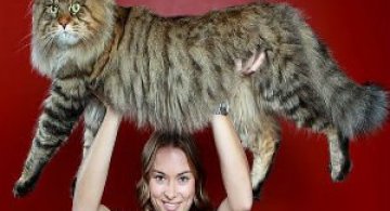 Feline XXL: Cele mai mari pisici din lume