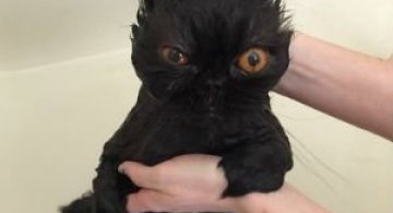 14 Poze hazlii cu animale care fac baie