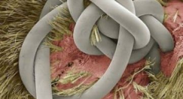 Lumea, sub lupa microscopului: Partea nevazuta a lucrurilor simple