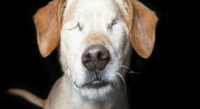 Imperfectiunile perfecte: Frumusetea animalelor cu dizabilitati