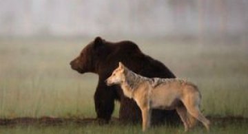 Prietenia dintre un urs si un lup, in 10 poze impresionante
