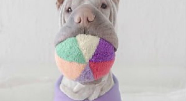 Cel mai fotogenic Shar Pei din lume, intr-un pictorial superb