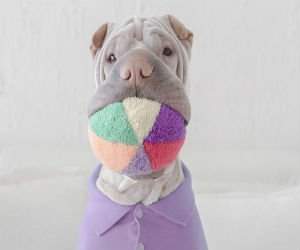 Cel mai fotogenic Shar Pei din lume, intr-un pictorial superb