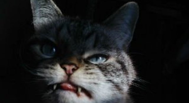 Loki, o pisica-vampir, cu infatisare malefica