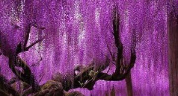 Arborii mirifici ai lumii, in noua poze uluitoare