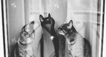 Pisici in alb si negru: Cel mai vibrant pictorial cenusiu cu feline