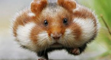 Zece hamsteri adorabili in cele mai haioase ipostaze