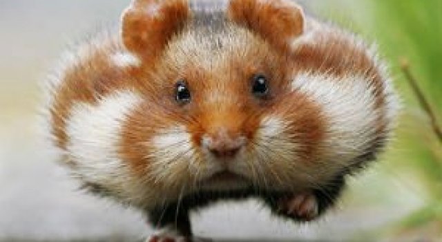 Zece hamsteri adorabili in cele mai haioase ipostaze