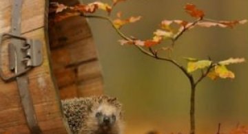 Toamna, bine ai venit: 15 portrete autumnale de poveste
