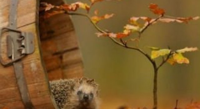 Toamna, bine ai venit: 15 portrete autumnale de poveste