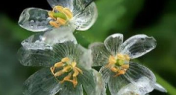 Florile care isi schimba infatisarea cand ploua