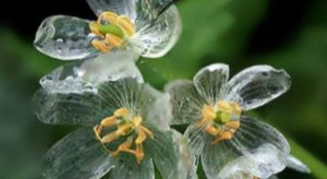 Florile care isi schimba infatisarea cand ploua