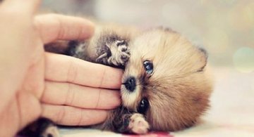 Unele mai dragalase ca altele: 14 Poze cu animale adorabile