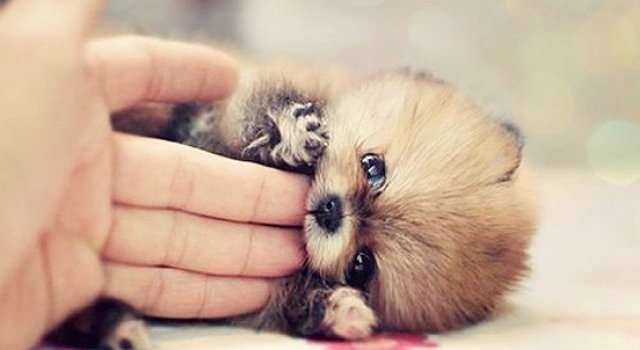Unele mai dragalase ca altele: 14 Poze cu animale adorabile