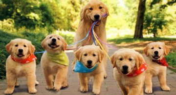 Cei mai simpatici catelusi, in 15 fotografii de familie