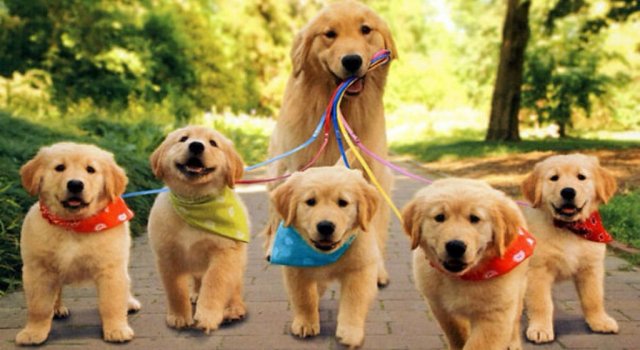 Cei mai simpatici catelusi, in 15 fotografii de familie