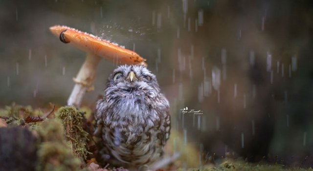 Plodi, bufnita care se ascunde de ploaie, in 10 poze simpatice