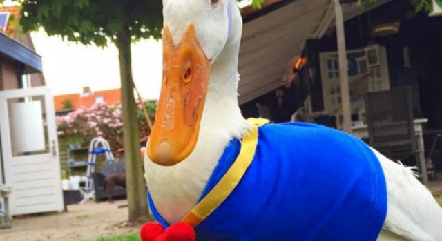 Un ratoi, opt tinute si o altfel de sesiune foto
