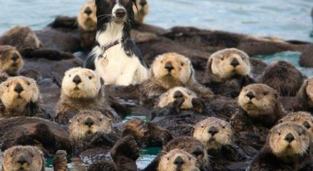 10 Animale confuze care au o criza de identitate