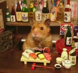 Lumea miniaturala a hamsterilor, in poze haioase