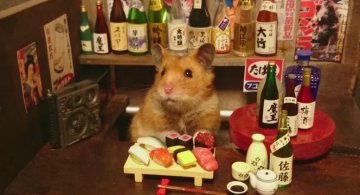 Lumea miniaturala a hamsterilor, in poze haioase