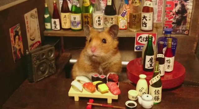 Lumea miniaturala a hamsterilor, in poze haioase