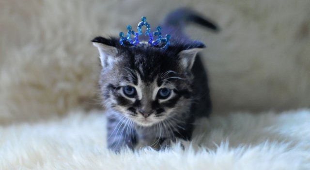 13 Pisicute care iti vor insenina ziua