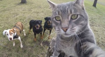Manny, pisica zurlie care-si face selfie-uri
