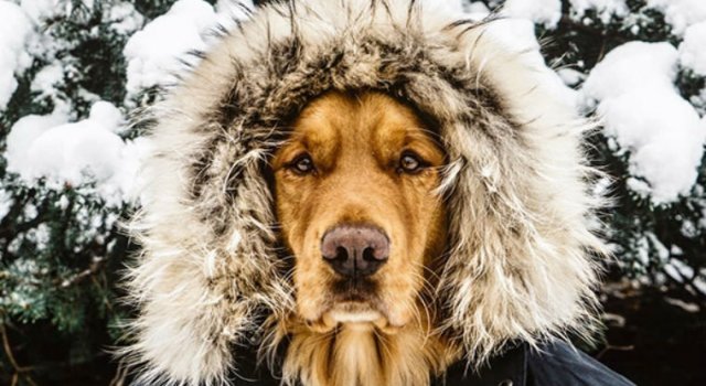 Aventurile epice ale lui Aspen, retrieverul hoinar