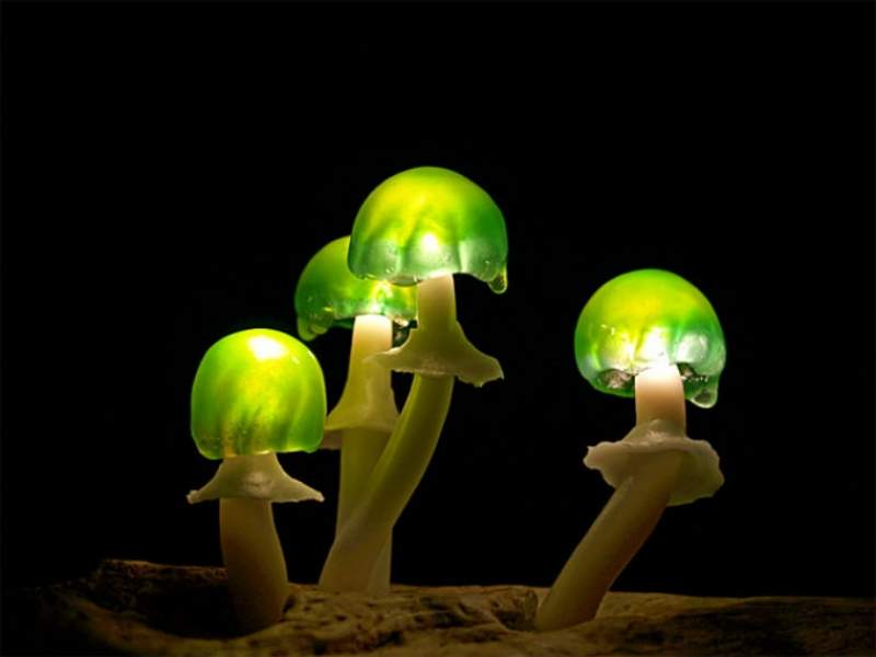 Ciuperci luminoase multicolore ce aduc magie in incaperi