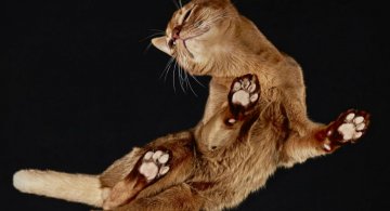 O parte nevazuta a felinelor: Pisici fotografiate de dedesubt
