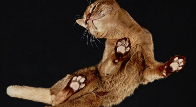 O parte nevazuta a felinelor: Pisici fotografiate de dedesubt