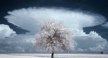 Frumustea desavarsita a copacilor din Polonia
