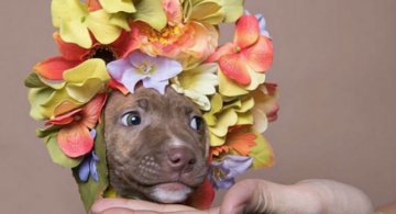 Pit Bull Flower Power: Ipostazele gingase ale cainilor de temut