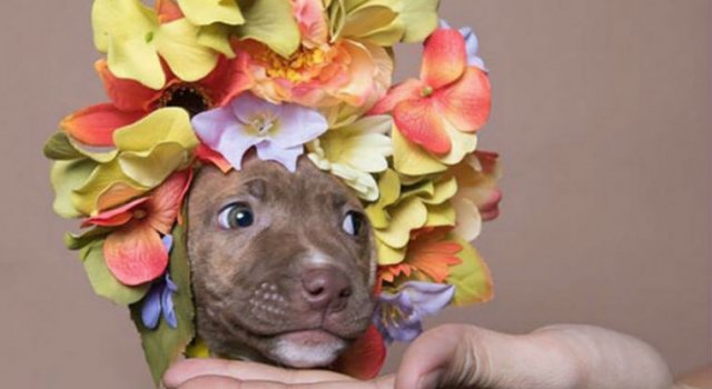 Pit Bull Flower Power: Ipostazele gingase ale cainilor de temut