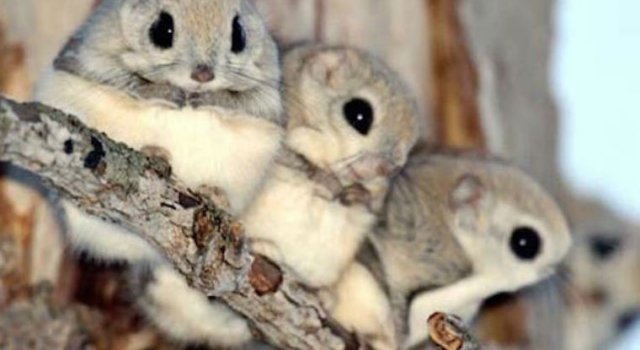 Poze Animale Creion