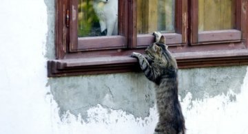 Pisici gata de Ziua Indragostitilor, in ipostaze romantice