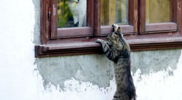 Pisici gata de Ziua Indragostitilor, in ipostaze romantice