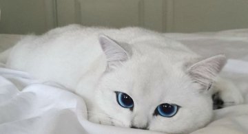 Pisicuta cu cei mai frumosi ochi din lume