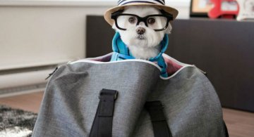 O lectie de stil de la cel mai cochet Bichon