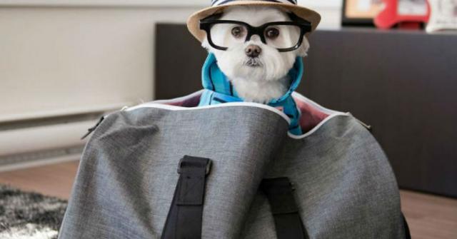 O Lectie De Stil De La Cel Mai Cochet Bichon