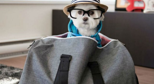 O lectie de stil de la cel mai cochet Bichon